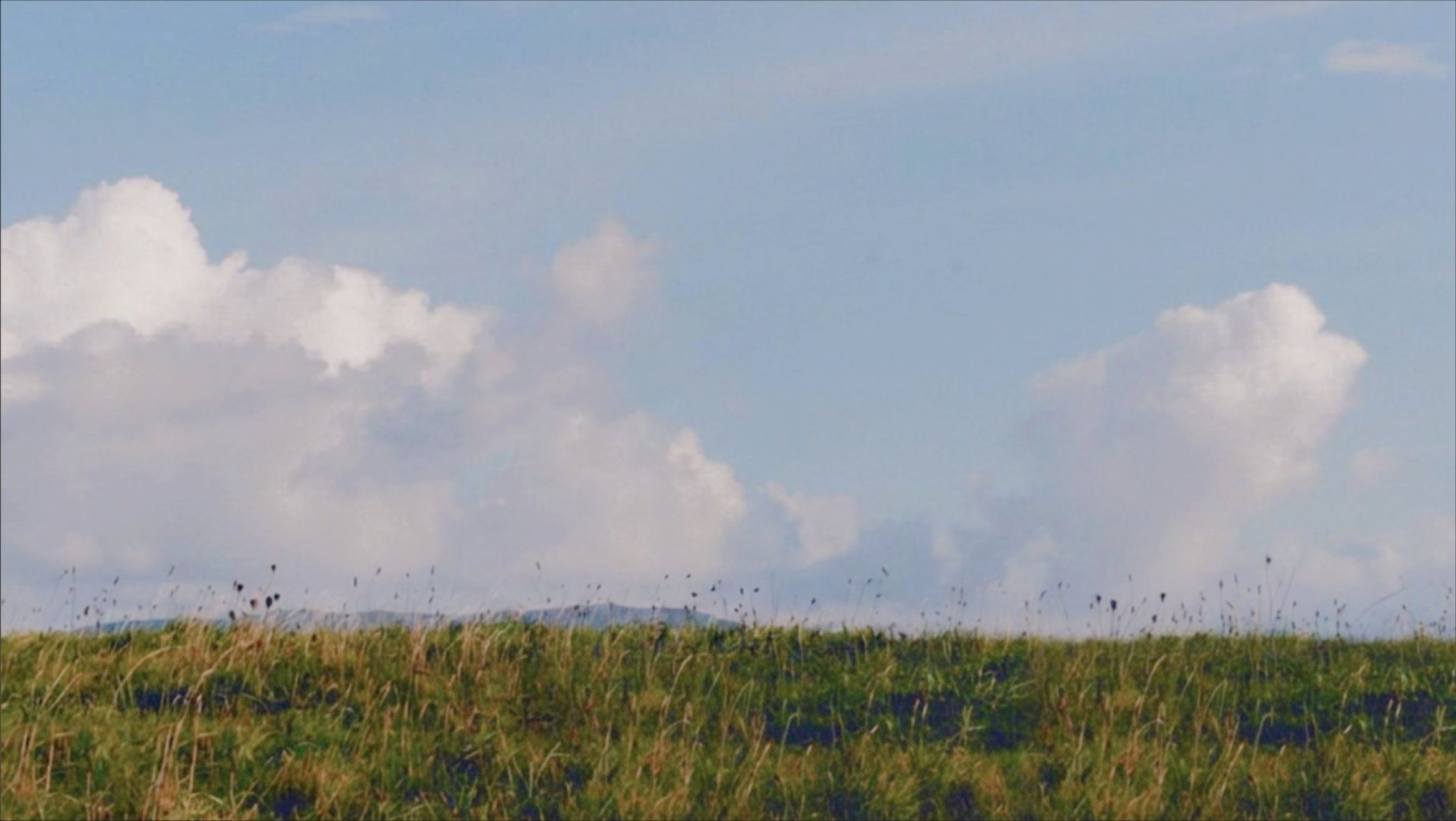 Open grassland under a wide summer sky, with low hills on the horizon.